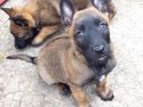 Dişi Erkek A Kalite Malinois Yavrularımız