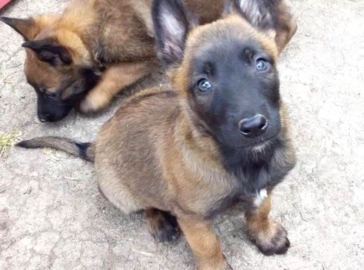 Dişi Erkek A Kalite Malinois Yavrularımız görsel