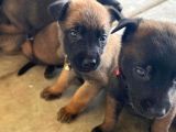 Dişi Erkek A Kalite Malinois Yavrularımız