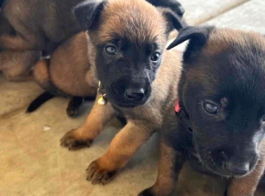 Dişi Erkek A Kalite Malinois Yavrularımız görsel