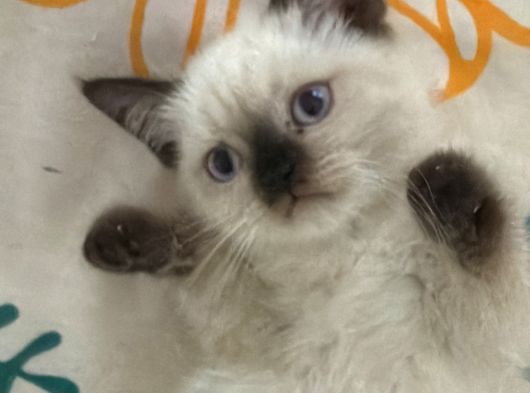 Safkan Kedi Yavruları görsel