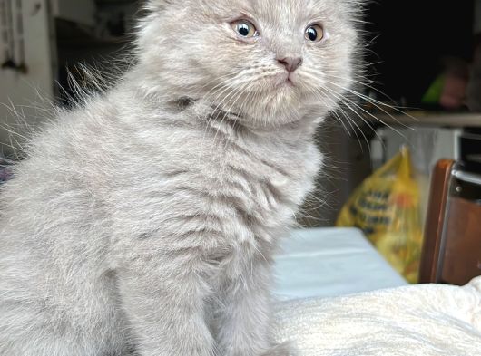 British Shorthair Ve Scottish Fold Yavru görsel