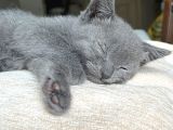 British Shorthair Ve Scottish Fold Yavru