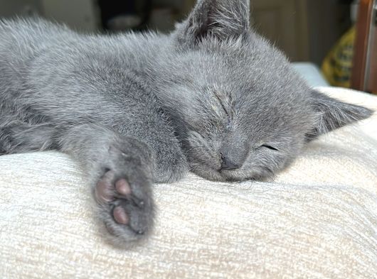 British Shorthair Ve Scottish Fold Yavru görsel