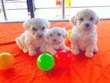 maltipoo yavrularımız ev doğumu