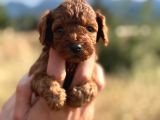 Tatlı Toy Poodle Bebeklerim