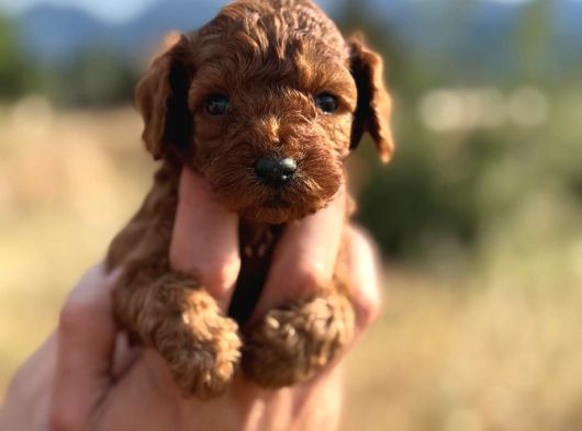 Tatlı Toy Poodle Bebeklerim görsel
