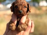 Tatlı Toy Poodle Bebeklerim