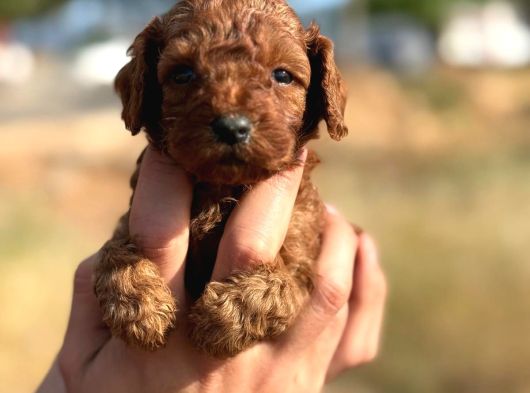 Tatlı Toy Poodle Bebeklerim görsel