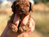 Tatlı Toy Poodle Bebeklerim