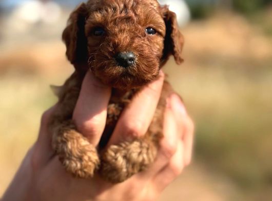 Tatlı Toy Poodle Bebeklerim görsel