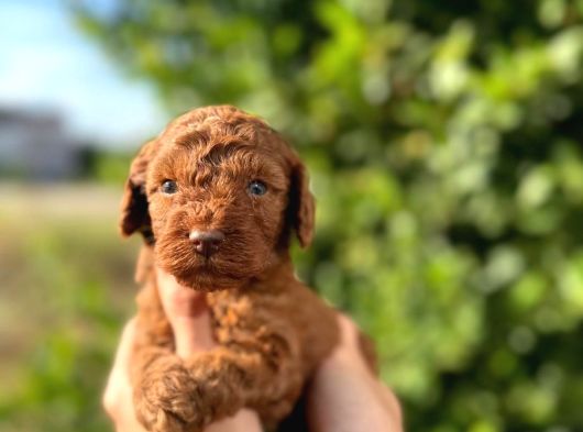 a kalite sağlık garantili