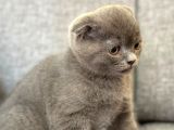 Son Kalan Scottish Fold Dişi