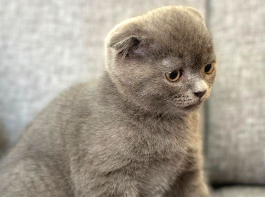 Son Kalan Scottish Fold Dişi görsel
