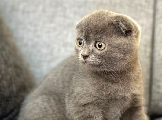 Son Kalan Scottish Fold Dişi