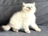 Son Kalan Sağlıklı British Shorthair Bluepoint Yavru