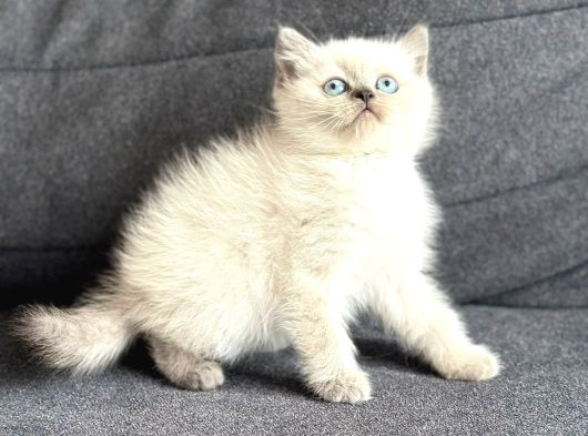 Son Kalan Sağlıklı British Shorthair Bluepoint Yavru görsel