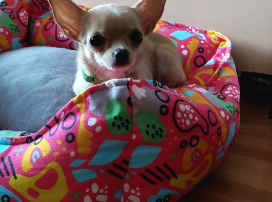 Safkan Elma Kafa 4 Aylık Dişi Chihuahua görsel