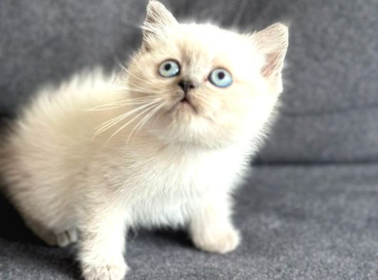 Son Kalan Sağlıklı British Shorthair Bluepoint Yavru