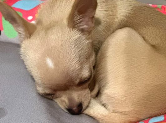 Safkan Elma Kafa 4 Aylık Dişi Chihuahua görsel