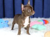 Egzotik Teacup Chihuahua