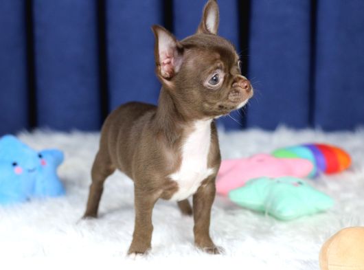 Egzotik Teacup Chihuahua görsel