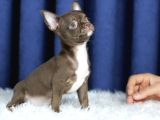 Egzotik Teacup Chihuahua