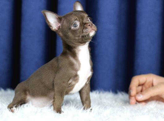 Egzotik Teacup Chihuahua