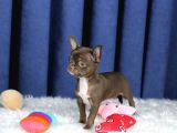 Egzotik Teacup Chihuahua
