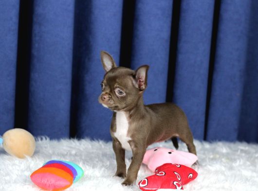 Egzotik Teacup Chihuahua görsel
