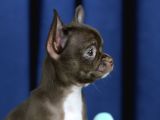 Egzotik Teacup Chihuahua