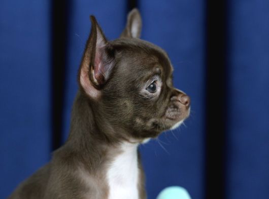 Egzotik Teacup Chihuahua görsel