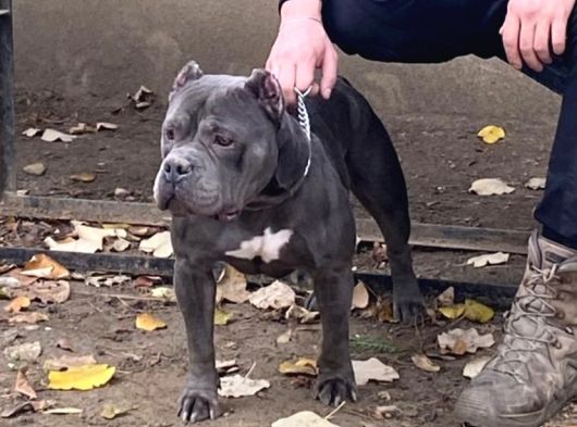 Scrli American Bully Pocket Dişi Yetişkin