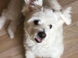 Maltipoo Oğlumuz İçin Güvenilir Bir Yuva Arıyoruz