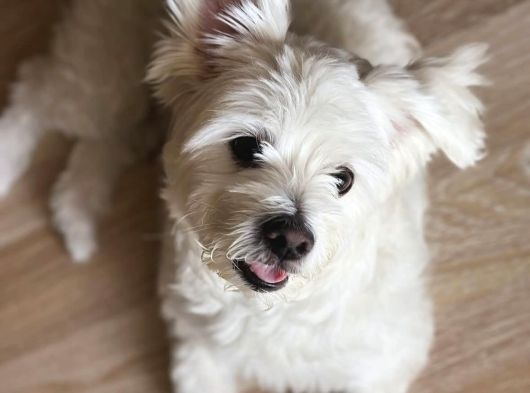 Maltipoo Oğlumuz İçin Güvenilir Bir Yuva Arıyoruz görsel