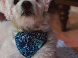 Maltipoo oğlumuz İçin Güvenilir Bir Yuva Arıyoruz