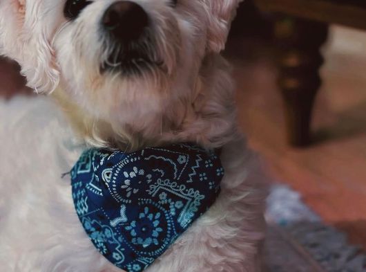 Maltipoo Oğlumuz İçin Güvenilir Bir Yuva Arıyoruz