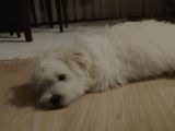 Maltipoo Oğlumuz İçin Güvenilir Bir Yuva Arıyoruz