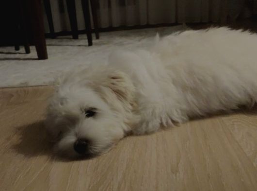 Maltipoo Oğlumuz İçin Güvenilir Bir Yuva Arıyoruz görsel