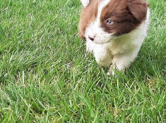 Border Collie Yavruları Istanbul görsel