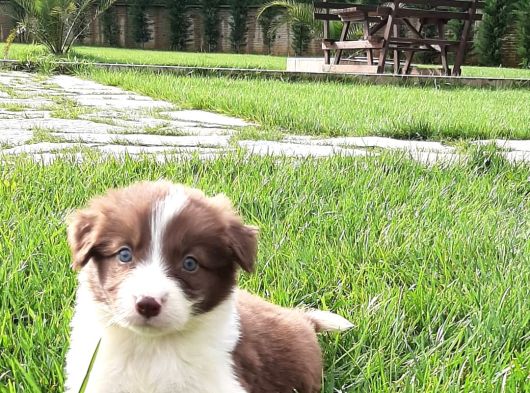 Border Collie Yavruları Istanbul