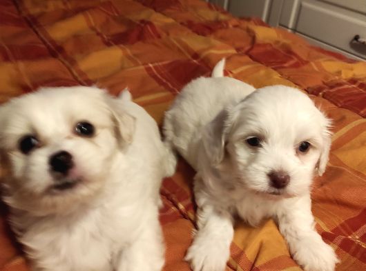 A Kalite Maltipoo Yavrularımız görsel