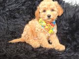 Safkan Red Toy Poodle Bebişler