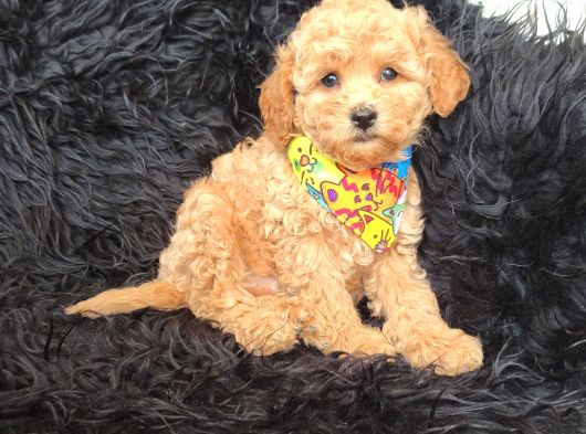 Safkan Red Toy Poodle Bebişler görsel