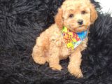 Safkan Red Toy Poodle Bebişler
