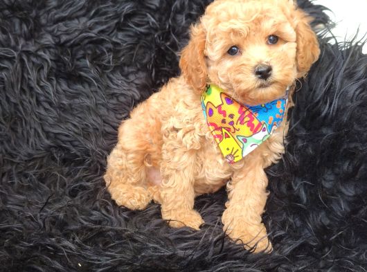 Safkan Red Toy Poodle Bebişler görsel