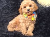Safkan Red Toy Poodle Bebişler