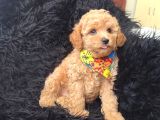 Safkan Red Toy Poodle Bebişler