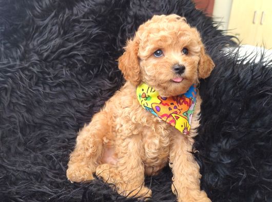 Safkan Red Toy Poodle Bebişler görsel