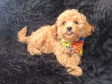 Safkan Red Toy Poodle Bebişler